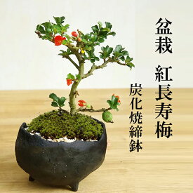 盆栽 紅長寿梅 鉢 真山茜 炭化焼締鉢 bonsai 長寿梅 紅花 花咲く盆栽 縁起良い ギフト初心者 初めての盆栽 誕生日 新入学 新築祝い 育てやすい 四季咲き 縁起物 還暦祝い 結婚祝い ぼんさい ボンサイ