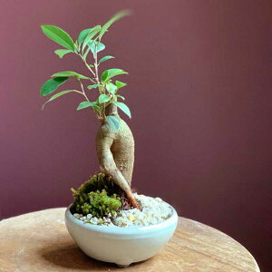 ガジュマル 植木の人気商品 通販 価格比較 価格 Com