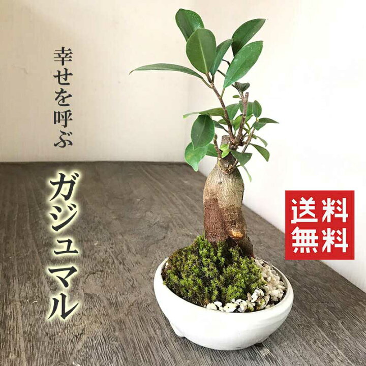 楽天市場 盆栽 ガジュマル 万古焼白丸鉢 多幸の樹 縁起の樹 キジムナー ガジュマル盆栽 沖縄 幸せ 母の日 父の日 敬老の日 還暦 苔 こけ コケ ボンサイ ぼんさい みどり屋 和草 楽天市場店