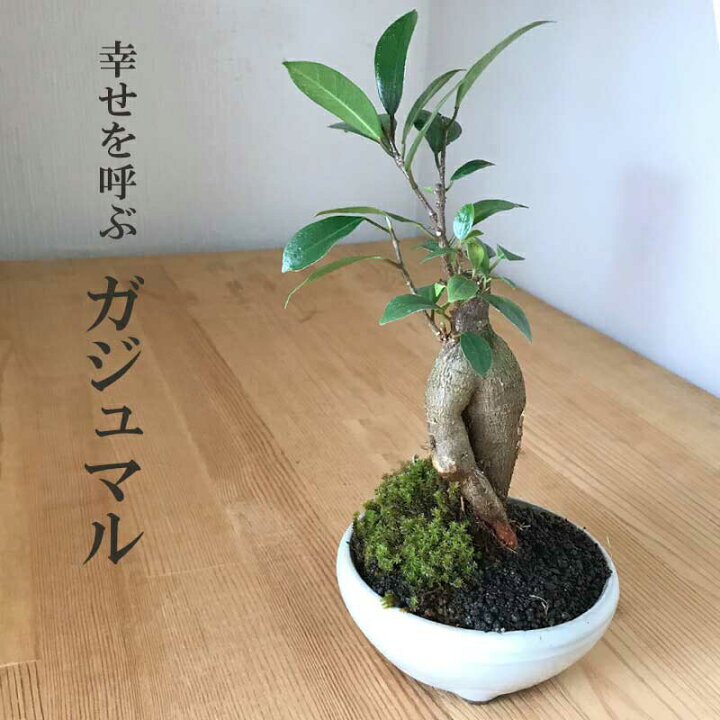 楽天市場 盆栽 ガジュマル 万古焼白丸鉢 多幸の樹 縁起の樹 キジムナー ガジュマル盆栽 沖縄 幸せ 母の日 父の日 敬老の日 還暦 苔 こけ コケ ボンサイ ぼんさい みどり屋 和草 楽天市場店