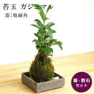 父の日 苔玉 ガジュマル 縁起良い 幸運の木 ユニーク 人気 沖縄 ガジュマルの苔玉・焼締角器セット 苔 こ…