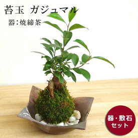 楽天市場 苔玉 ガジュマルの通販