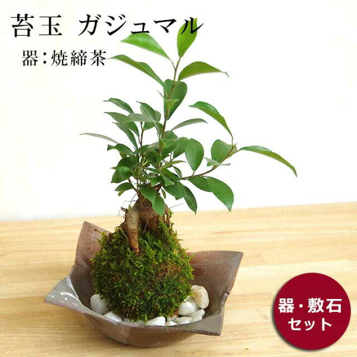 楽天市場 苔玉 ガジュマル 縁起良い 幸運の木 ユニーク 人気 沖縄 ガジュマルの苔玉 焼き締茶器セット みどり屋 和草 楽天市場店