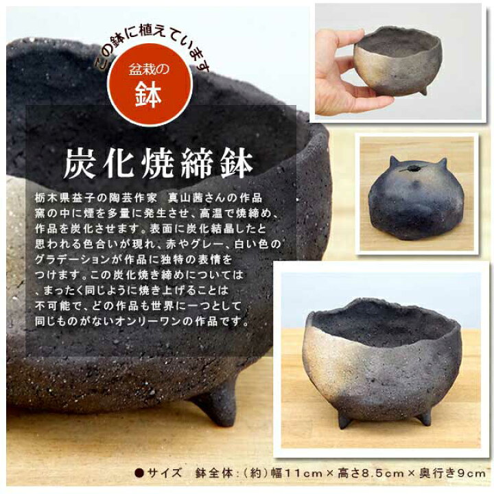 楽天市場】盆栽 黒松 くろまつ 盆栽 鉢 作家 真山茜 炭化焼〆 ぼんさい 
