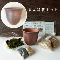 楽天市場】盆栽 植え替え セットの通販 