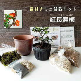 すぐ作れる 苗付き盆栽キット 【紅長寿梅】の盆栽キット ボケ 草ボケ 木瓜 チョウジュバイ 自然（万古焼　朱深丸鉢）四季咲き 盆栽の作り方つき 盆栽の育て方つき お手入れ相談 電話 メールサポート 硬質赤玉土 桐生砂 盆栽の土 スナゴケ おうち時間 ボンサイ