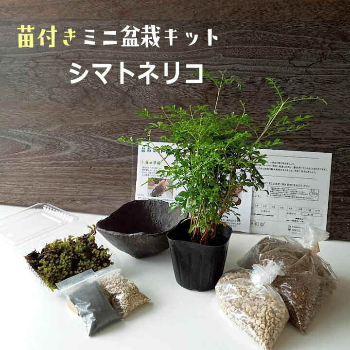楽天市場 すぐ作れる 苗付き盆栽キット シマトネリコ の盆栽キット 材料 しまとねりこ 自然 くらま岩風鉢 盆栽の作り方つき 盆栽の育て方つき お手入れ相談 電話 メールサポート 硬質赤玉土 桐生砂 盆栽の土 ヤマゴケ 苔 こけ コケ ボンサイ ぼんさい しまとねりこ