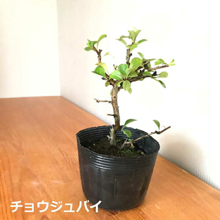 楽天市場 すぐ作れる 苗付き盆栽キット 白長寿梅 の盆栽キット ボケ 草ボケ 木瓜 チョウジュバイ 自然 万古焼 朱深丸鉢 四季咲き 盆栽の作り方つき 育て方つき お手入れ相談 電話 メールサポート 硬質赤玉土 桐生砂 盆栽の土 ヤマゴケ おうち時間 巣ごもり ぼんさい