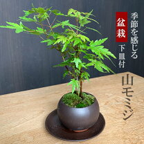 楽天市場】もみじ 鉢植えの通販