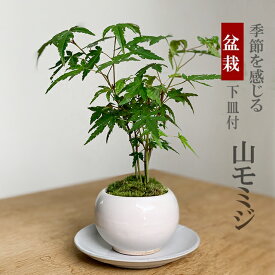 父の日 盆栽 ヤマモミジ（白鉢）下皿付 山モミジ モダン シンプル bonsai受け皿 送料無料 苔 こけ コケ ぼんさい ボンサイ もみじ やまもみじ 紅葉