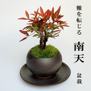 南天 盆栽 植木の人気商品 通販 価格比較 価格 Com