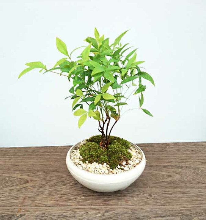 盆栽 南天 苔 白 丸 陶器 寿円 静松 和風 モダン 鉢植え 観葉植物 風水 植物 おしゃれ 室内 ユーロプランツ 春先取りの 盆栽 南天 苔 白 丸 陶器 寿円 静松 和風 モダン 鉢植え 観葉植物 風水 植物 おしゃれ 室内 ユーロプランツ 春先取りの