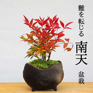 植木 盆栽 南天 鉢 植木 盆栽の人気商品 通販 価格比較 価格 Com