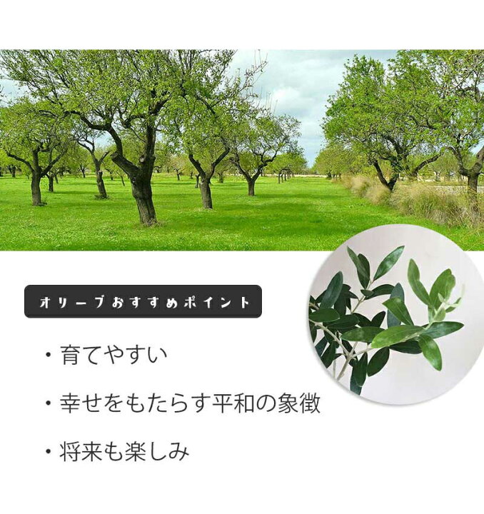 楽天市場 オリーブの盆栽 オリーヴ Olive盆栽 万古焼白深鉢 かわいい盆栽 インテリア プレゼント かわいい スタイリッシュ おしゃれ 北欧 デザイン 観葉植物 モダン盆栽 銀色葉 ドライリーフ 新生活 模様替え 平和の象徴 ぼんさい ボンサイ みどり屋 和草 楽天市場店 楽天市場 オリーブの盆栽 オリーヴ Olive盆栽 万古焼白深鉢 かわいい盆栽 インテリア プレゼント かわいい スタイリッシュ おしゃれ 北欧 デザイン 観葉植物 モダン盆栽 銀色葉 ドライリーフ 新生活 模様替え 平和の象徴 ぼんさい ボンサイ みどり屋 和草 楽天市場店
