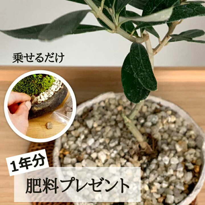 楽天市場 オリーブの盆栽 オリーヴ Olive盆栽 万古焼白深鉢 かわいい盆栽 インテリア プレゼント かわいい スタイリッシュ おしゃれ 北欧 デザイン 観葉植物 モダン盆栽 銀色葉 ドライリーフ 新生活 模様替え 平和の象徴 ぼんさい ボンサイ みどり屋 和草 楽天市場店