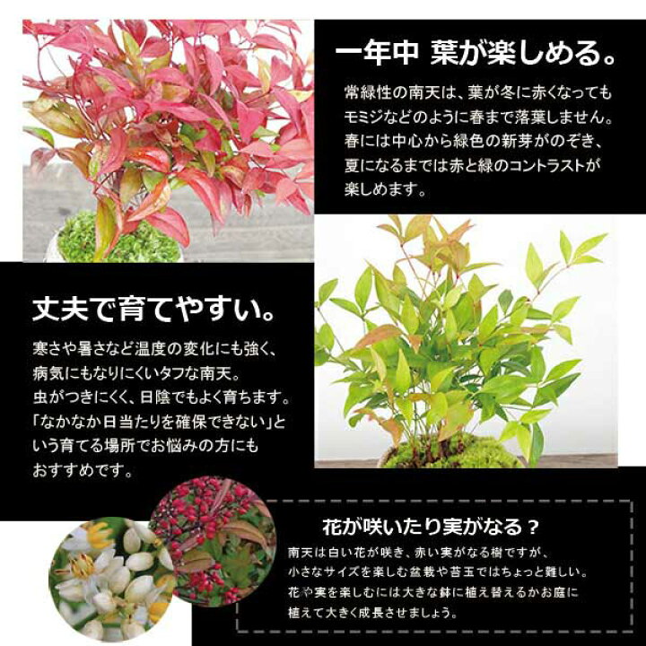 楽天市場 盆栽 南天 ナンテン 炭化焼締 トリ 鉢 作家 真山茜 益子 難を転ずる 縁起物 紅葉 植木 Nanten なんてん 紅葉する四季常緑 鉢植え 紅葉を楽しむ 育て方のしおり付 お手入れ相談 電話 メールサポート なんてん 苔 こけ ぼんさい ボンサイ みどり屋 和草 楽天市場店