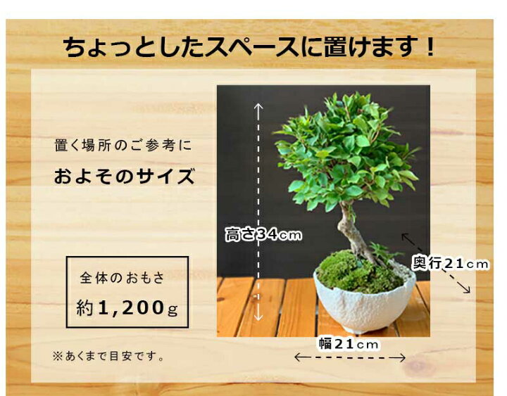 楽天市場 開花終了 盆栽 ドウダンツツジ 万古焼 白丸鉢 花が咲く 緑まぶしい 美しい紅葉 育て方のしおり 1年分肥料つき おうち時間 巣ごもり時間 苔 こけ コケ ぼんさい ボンサイ 紅葉 みどり屋 和草 楽天市場店