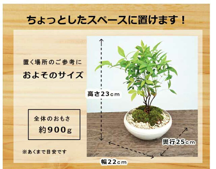 盆栽 南天 苔 白 丸 陶器 寿円 静松 和風 モダン 鉢植え 観葉植物 風水 植物 おしゃれ 室内 ユーロプランツ 春先取りの 盆栽 南天 苔 白 丸 陶器 寿円 静松 和風 モダン 鉢植え 観葉植物 風水 植物 おしゃれ 室内 ユーロプランツ 春先取りの