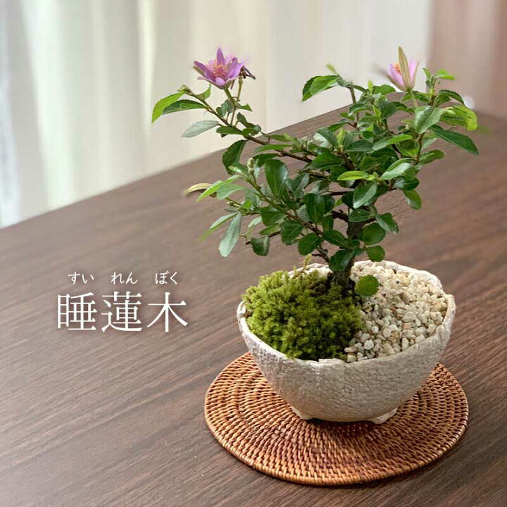 楽天市場 現在花なし 盆栽 スイレンボク 睡蓮木の盆栽 万古白鉢 睡蓮 万古焼 四日市 Bonsai 誕生日 還暦祝い 父の日 母の日 みどり屋 和草 楽天市場店