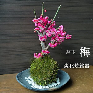 ۋ [ ǂ Ԃ炭 lC ~ g~ YĒZbg ~΂ a 傫   RP  E REoC ΂ RP_}