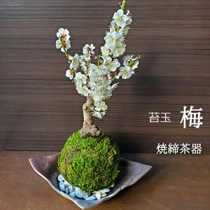 苔玉 端正 香り良い 花が咲く 人気 梅 白梅 焼締茶器セット 敷石つき 渋め 大きい 苔 こけ コケ うめ ウメ コウバイ こうばい コケダマ