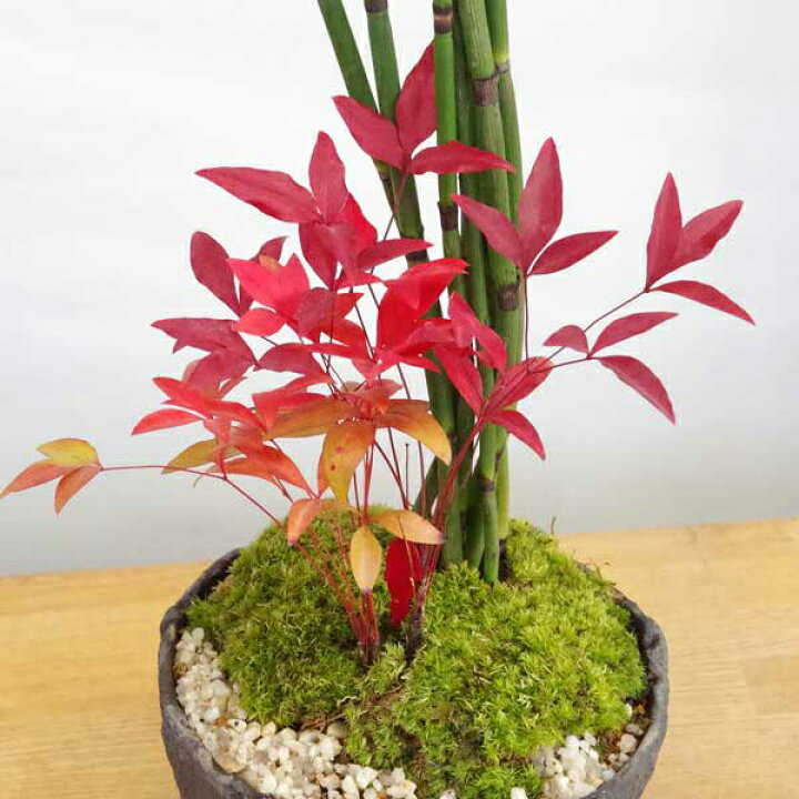 盆栽 南天 苔 白 丸 陶器 寿円 静松 和風 モダン 鉢植え 観葉植物 風水 植物 おしゃれ 室内 ユーロプランツ 春先取りの 盆栽 南天 苔 白 丸 陶器 寿円 静松 和風 モダン 鉢植え 観葉植物 風水 植物 おしゃれ 室内 ユーロプランツ 春先取りの