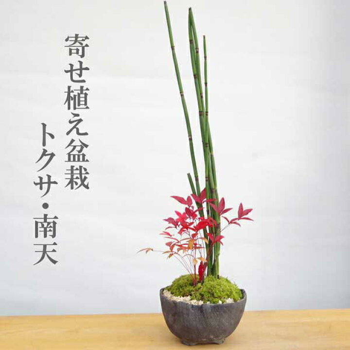 楽天市場 盆栽 可憐な寄せ植え盆栽 トクサ 南天の盆栽 万古焼黒鉢 ナンテン 難を転ずる 縁起物 風水 ナンテン 難を転ずる ギフト 贈り物 観葉植物 開運 難を転じる 紅葉 おめでたい 運気を上げる Bonsai ミニ盆栽 風水 とくさ なんてん 苔 こけ ぼんさい ボンサイ