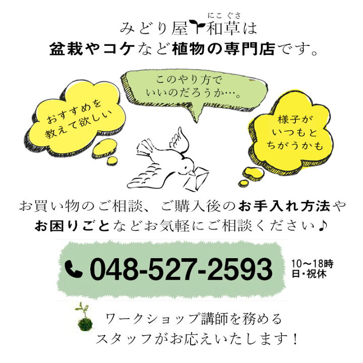 楽天市場 開花終了 盆栽 ドウダンツツジ 万古焼 白丸鉢 花が咲く 緑まぶしい 美しい紅葉 育て方のしおり 1年分肥料つき おうち時間 巣ごもり時間 苔 こけ コケ ぼんさい ボンサイ 紅葉 みどり屋 和草 楽天市場店