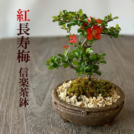 盆栽 現在葉姿 長寿梅 紅花 紅長寿梅（べにちょうじゅばい） 紅長寿梅の盆栽 信楽焼茶鉢 長寿梅 紅花 花咲く盆栽 縁起良い ギフト初心者 初めての盆栽 誕生日 新入学 新築祝い 育てやすい 四季咲き 縁起物 還暦祝い 結婚祝い