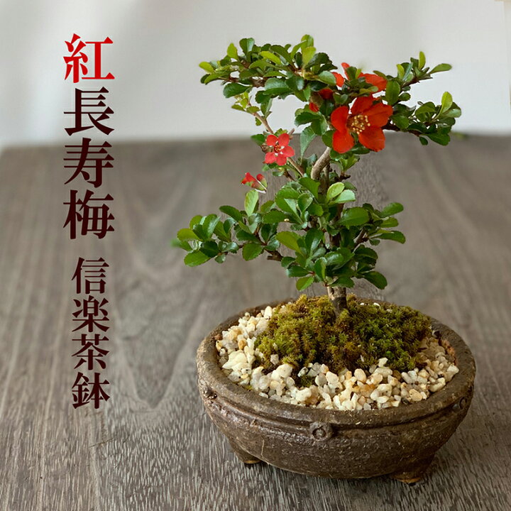 楽天市場】父の日 盆栽 現在葉姿 長寿梅 紅花 紅長寿梅（べにちょう 
