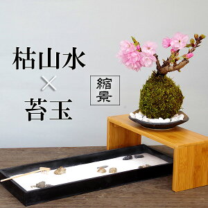 桜 盆栽 苔の通販 価格比較 価格 Com