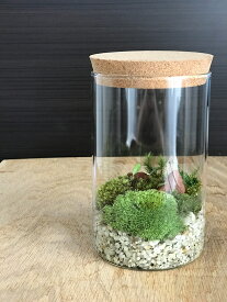 苔テラリウム 苔が織りなす世界 コケテラリウム コルク蓋付 クローズタイプ ホソバオキナゴケ ヤマゴケ 小さな空間で雄大な景色を ヒノキゴケ