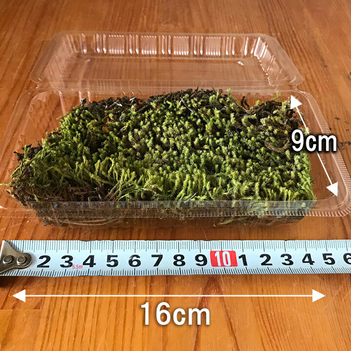 楽天市場 盆栽苔 スナゴケ パック 盆栽の化粧 コケテラリウム 苔盆栽 ヤマゴケ 苔 こけ コケ みどり屋 和草 楽天市場店