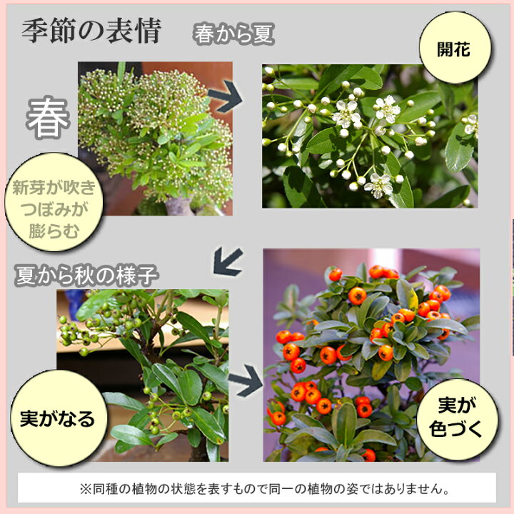 楽天市場 苔玉 盆栽 ピラカンサのこけ玉 白楕円粉引器 花が咲く 白花 実がなる お正月 たわわ 常緑 一年中楽しめる 敷石つき 鞍馬岩 風合い ピラカンサス Kokedama みどり屋 和草 楽天市場店