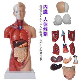 全身模型 人体模型 15パーツ 人体 人体解剖 人体標本 模型 胴体解剖モデル 内臓人体模型 人体モデル 28cm 全身標本 トルソー 内臓 標本 内臓模型 教材 実験 接骨院 整骨院