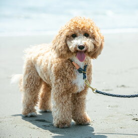 【犬の首輪】ハーフチョーク　デニム製　　日本製　オリジナル　安全　苦しくない　おしゃれ　ジーンズ　かわいい　プレゼント　丸編み