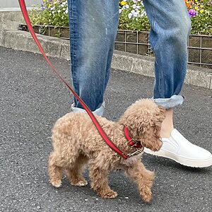 hbOJ[ XgCv 20?mm HOSU ̎  i ^`^p  S[hzX