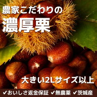 【栗デイリーランキング1位獲得】栗 国産 無農薬 こだわり濃厚栗 たっぷり 2Lサイズ以上 生栗 無添加栗 …