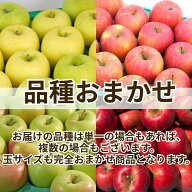 【レビューで500円】家庭用 訳あり りんご 青森 品種おまかせ 青森 りんご 訳あり10kg 10キロ箱 ワケアリ…