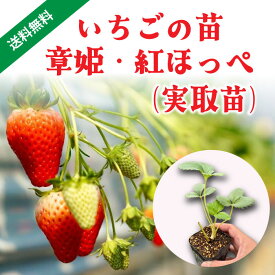 いちご 章姫・紅ほっぺ苗7．5cmポット苗（実取苗・定植苗） ポット受け育苗 炭疽病リスク抑制 親株・子株ともに点滴チューブ潅水 遮光カーテン付・夏場通気性良好ハウス（4面巻上＋防虫ネット） 中規模～大規模農園 予約販売 予約配送 産直 山梨県栽培 農薬散布履歴付