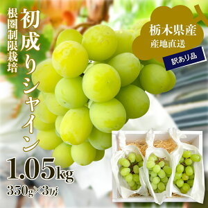 y9{菇\zVC Ȗ،Y 󂠂VC}XJbg Yn 