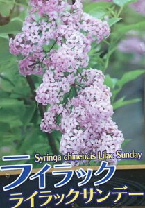 苗 ライラックの人気商品 通販 価格比較 価格 Com