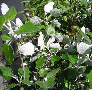 MhiEWnRiMj@20`30Z`x@zCg|v@@|v̖؁@c@c