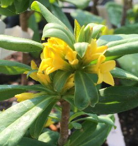 黄花沈丁花(ナツボウズ) ジンチョウゲ  苗木 苗