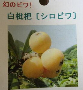 т@c؁@̔rifjڂ؁sʎct