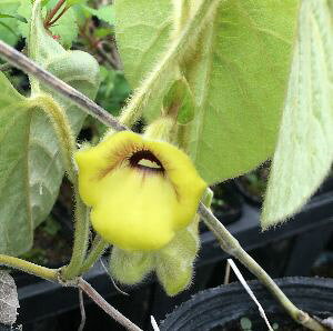 Ԕn̗鑐iE}mXYNTj@c@c؁@|bgA