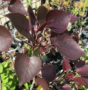 |v@p[vEF[u@@|v̖؁@c@c؁@؁@|bgA