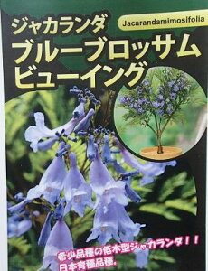 矮性ジャカランダ  苗 苗木  ブルーブロッサムビューイング*写真は蕾付きですが、蕾付き販売ではありません!!