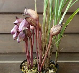 ナンバンギセル(南蛮ギセル)苗 苗木 ポット植え