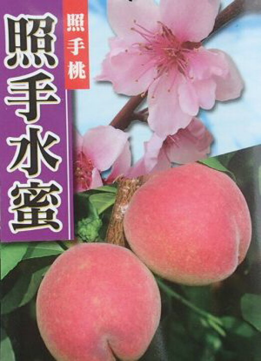 楽天市場】【6寸鉢植え】照手水蜜桃（しだれ桃）《果樹苗》照手水密桃 